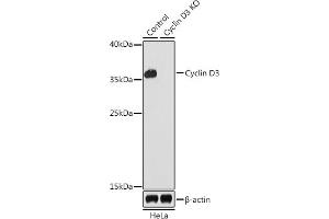 Western blot analysis of extracts from normal (control) and Cyclin D3 knockout (KO) HeLa cells, using Cyclin D3 antibody (ABIN6127731, ABIN6138087, ABIN6138088 and ABIN7101345) at 1:1000 dilution. (Cyclin D3 抗体  (AA 201-292))