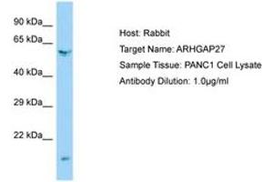 Image no. 1 for anti-rho GTPase Activating Protein 27 (ARHGAP27) (AA 160-209) antibody (ABIN6750155) (ARHGAP27 抗体  (AA 160-209))
