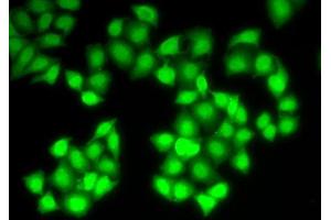 Immunofluorescence (IF) image for anti-Deoxyribonuclease I (DNASE1) (AA 22-282) antibody (ABIN3016215) (DNASE1 抗体  (AA 22-282))