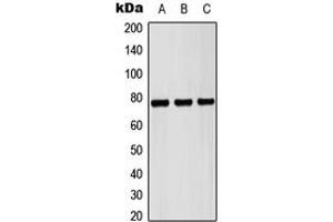 Western blot analysis of Pericentrin expression in HEK293T (A), NIH3T3 (B), H9C2 (C) whole cell lysates.