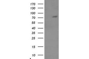 Image no. 1 for anti-Tigger Transposable Element Derived 1 (TIGD1) (AA 1-267) antibody (ABIN1490693) (TIGD1 抗体  (AA 1-267))