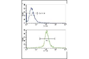 Flow cytometric analysis of NCI- cells using Caspase-3 (CASP3) Antibody (Center)(bottom histogram) compared to a negative control cell (top histogram). (Caspase 3 抗体  (AA 60-90))