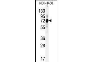 Western blot analysis of anti-CUL5 Antibody (C-term) (ABIN391834 and ABIN2841675) in Hela cell line lysates (35 μg/lane). (Cullin 5 抗体  (C-Term))