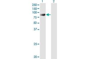 Western Blot analysis of SNX9 expression in transfected 293T cell line by SNX9 monoclonal antibody (M03A), clone 3C6. (SNX9 抗体  (AA 1-595))