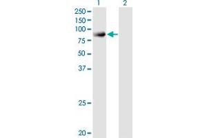 Western Blot analysis of SNX9 expression in transfected 293T cell line by SNX9 monoclonal antibody (M03A), clone 3C6.
