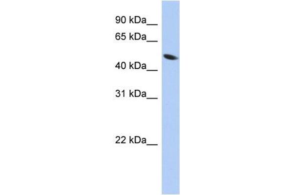 ZNF793 antibody  (Middle Region)
