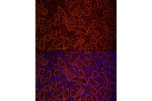 Immunofluorescence analysis of rat kidney cells using DAO Rabbit pAb (ABIN6129323, ABIN6139394, ABIN6139396 and ABIN6220932) at dilution of 1:250 (40x lens). (D Amino Acid Oxidase 抗体  (AA 1-347))