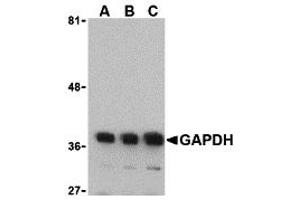 Western Blotting (WB) image for anti-Glyceraldehyde-3-Phosphate Dehydrogenase (GAPDH) (N-Term) antibody (ABIN1031391) (GAPDH 抗体  (N-Term))