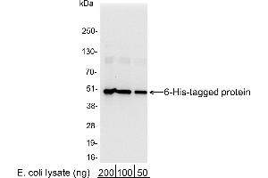Western Blotting (WB) image for anti-His Tag antibody (HRP) (ABIN7449520) (His Tag 抗体  (HRP))