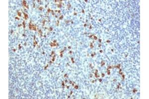 IHC testing of human tonsil stained with TLR9 antibody at 5ug/ml. (TLR9 抗体  (N-Term))