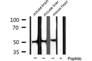 Western blot analysis of extracts of various sample,using BMP3 antibody. (BMP3 抗体  (Internal Region))