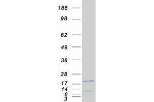 Western Blotting (WB) image for Nuclear Cap Binding Protein Subunit 2 (NCBP2) (Transcript Variant 1) protein (Myc-DYKDDDDK Tag) (ABIN2726876)