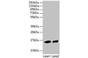 Western blot All lanes: Mouse Hemoglobin antibody at 2 μg/mL Lane 1: Mouse serum at 1: 100 Lane 2: Mouse serum at 1: 1000 Secondary Goat polyclonal to rabbit IgG at 1/15000 dilution Predicted band size: 16 kDa Observed band size: 16 kDa (Hemoglobin 抗体)
