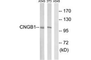 Western blot analysis of extracts from NIH-3T3/A549 cells, using CNGB1 Antibody. (GARP 抗体  (AA 571-620))