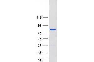 Target of Myb 1 (TOM1) (Transcript Variant 4) protein (Myc-DYKDDDDK Tag)