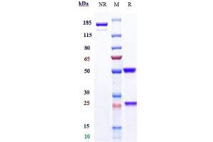Anti-FOLR1 / FRA Reference Antibody (mirvetuximab) on SDS-PAGE under reducing (R) condition.