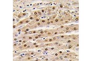 Immunohistochemistry (IHC) image for anti-Glyceraldehyde-3-Phosphate Dehydrogenase (GAPDH) (AA 62-91) antibody (ABIN3029800)