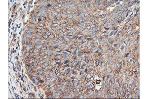 Image no. 2 for anti-Tubulin, alpha-Like 3 (TUBAL3) (AA 150-446) antibody (ABIN1490956) (TUBAL3 抗体  (AA 150-446))