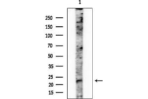 Western blot analysis of lysates from Rat brain, using ATP5L2 Antibody at 1/1000 dilution.