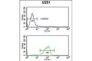 IL5RA Antibody (N-term) (ABIN651428 and ABIN2840234) flow cytometric analysis of  cells (bottom histogram) compared to a negative control cell (top histogram). (IL5RA 抗体  (N-Term))