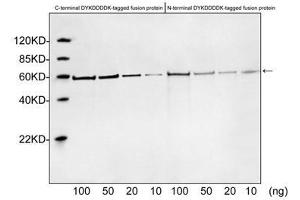 Image no. 4 for anti-DDDDK Tag (C-Term) antibody (ABIN296895)