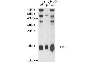 Western blot analysis of extracts of various cell lines, using BET1L antibody (ABIN6133362, ABIN6137540, ABIN6137541 and ABIN6215513) at 1:3000 dilution. (BET1L 抗体  (AA 1-60))