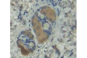 IHC-P analysis of Mouse Tissue, with DAB staining. (BMP1 抗体  (AA 856-982))
