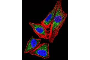 Immunofluorescent analysis of 4 % paraformaldehyde-fixed, 0. (SNRPG 抗体  (N-Term))