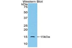 Western Blotting (WB) image for anti-Golgi Glycoprotein 1 (GLG1) (AA 1048-1145) antibody (ABIN1859023) (GLG1 抗体  (AA 1048-1145))