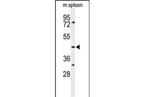 Western blot analysis of SGMS2 Antibody (C-term) (ABIN653696 and ABIN2843015) in mouse spleen tissue lysates (35 μg/lane). (Sphingomyelin Synthase 2 抗体  (C-Term))