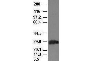 Hex antibody (2H7) at 1:100 dilution + Lysates from HEK-293T cells transfected with human Hex expression vector (HHEX 抗体  (AA 100-270))
