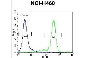 GAS1 Antibody (N-term) (ABIN655812 and ABIN2845237) flow cytometric analysis of NCI- cells (right histogram) compared to a negative control cell (left histogram). (GAS1 抗体  (N-Term))