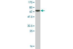 Western Blot detection against Immunogen (60. (MAGEA9 抗体  (AA 1-315))
