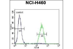 B3GALT5 Antibody (N-term) (ABIN655087 and ABIN2844721) flow cytometric analysis of NCI- cells (right histogram) compared to a negative control cell (left histogram). (B3GALT5 抗体  (N-Term))