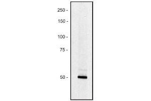 Western blot of human REH erythroid cell line (PCLO 抗体)