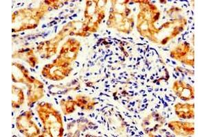 Immunohistochemistry of paraffin-embedded human kidney tissue using ABIN7153171 at dilution of 1:100 (FLI1 抗体  (AA 205-331))