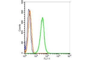 Molt4 cells probed with CD166 Polyclonal Antibody, ALEXA FLUOR® 488 Conjugated (bs-1251R-A488) at 0.