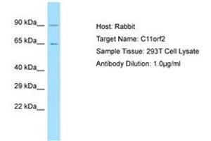 Image no. 1 for anti-Vacuolar Protein Sorting 51 Homolog (VPS51) (AA 632-681) antibody (ABIN6750161) (VPS51 抗体  (AA 632-681))