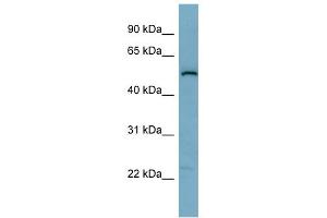 WB Suggested Anti-C1orf142 Antibody Titration: 0. (SNAP47 抗体  (Middle Region))