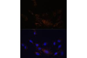 Immunofluorescence analysis of C6 cells using PSMB7 Polyclonal Antibody (ABIN7269594) at dilution of 1:100 (40x lens).