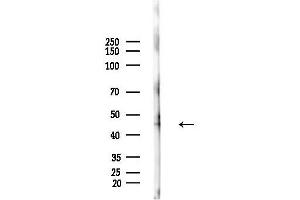 Western blot analysis of lysates from Rat brain, using RUNX3 Antibody at 1/1000 dilution.