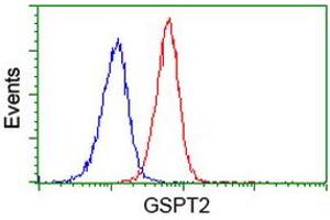 Image no. 3 for anti-G1 To S Phase Transition 2 (GSPT2) antibody (ABIN1498537) (GSPT2 抗体)