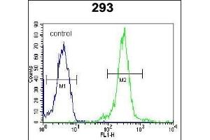 LOC552889 Antibody (Center) (ABIN654014 and ABIN2843940) flow cytometric analysis of 293 cells (right histogram) compared to a negative control cell (left histogram). (ATXN7L3B 抗体  (AA 32-62))