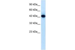 Western Blotting (WB) image for anti-Ring Finger Protein 135 (RNF135) antibody (ABIN2461011) (RNF135 抗体)