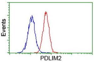 Image no. 1 for anti-PDZ and LIM Domain 2 (PDLIM2) antibody (ABIN1500124) (PDLIM2 抗体)