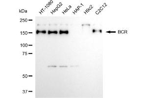 anti-Breakpoint Cluster Region (BCR) antibody