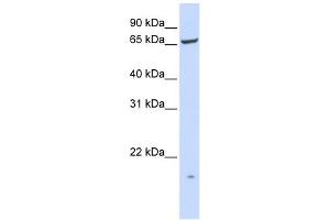 anti-Prolipoprotein Diacylglyceryl Transferase (IGT) (N-Term) antibody