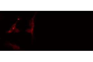 ABIN6274575 staining 293 cells by IF/ICC. (Serotonin Receptor 4 抗体  (C-Term))