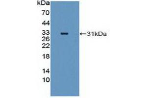 Figure. (MEK2 抗体  (AA 86-331))