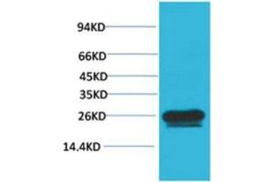 Western Blot (WB) analysis of HeLa with HSP27 Mouse Monoclonal Antibody diluted at 1:2000.